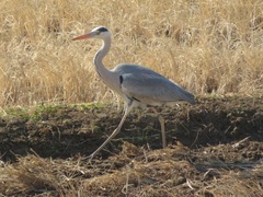 Ardea cinerea