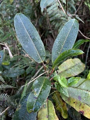 Sapium stylare