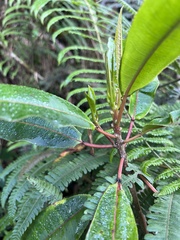 Sapium stylare