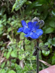 Salvia palifolia