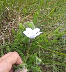 Wahlenbergia grandiflora