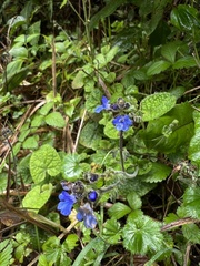Salvia palifolia