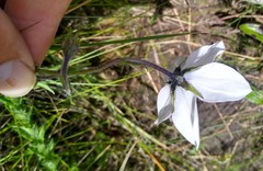 Wahlenbergia grandiflora
