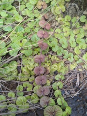 Diclis rotundifolia