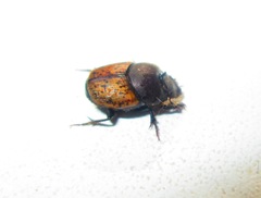 Onthophagus gibbulus