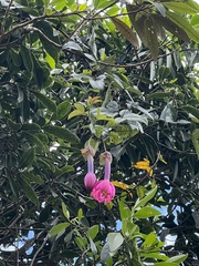 Passiflora cumbalensis