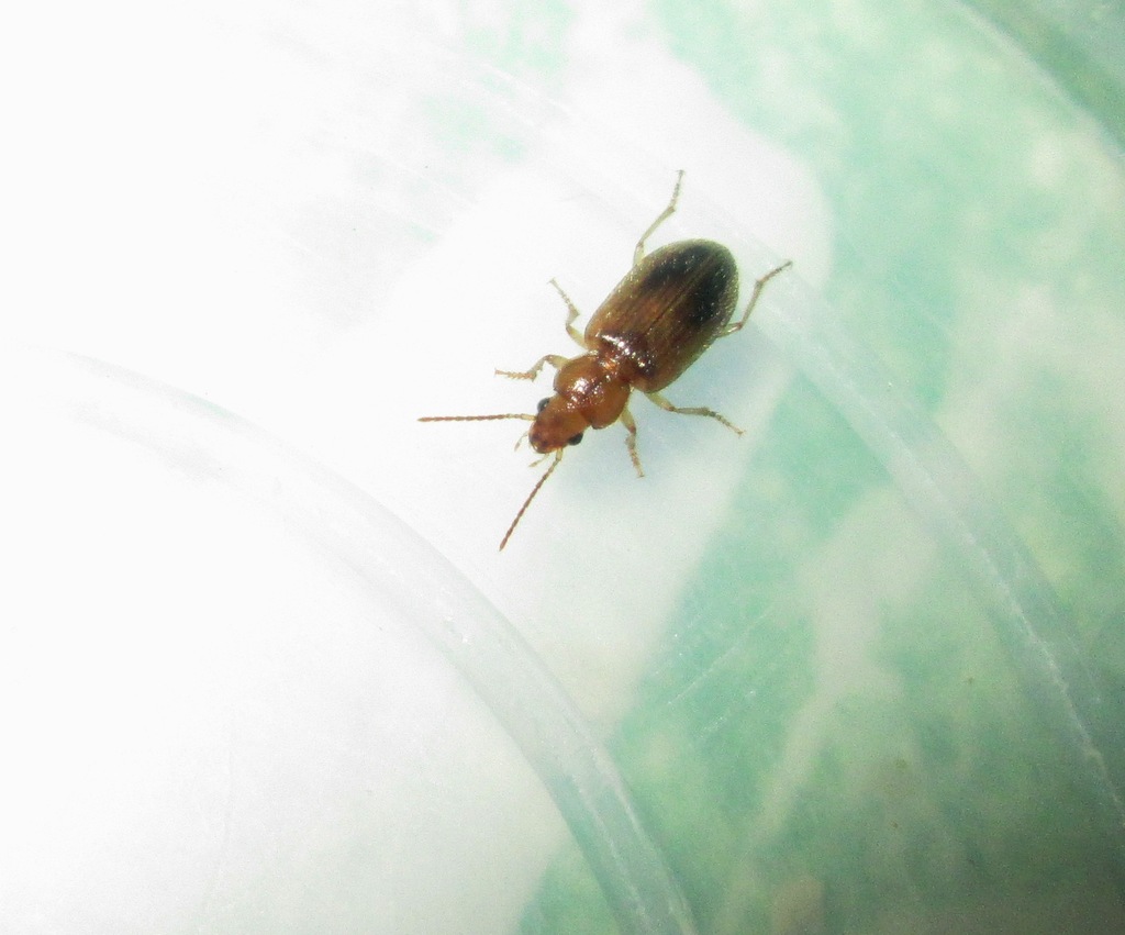 Dicheirotrichus desertus