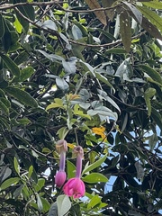 Passiflora cumbalensis