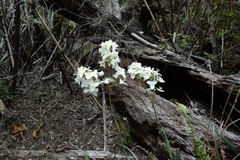 Libertia tricocca
