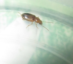 Dicheirotrichus