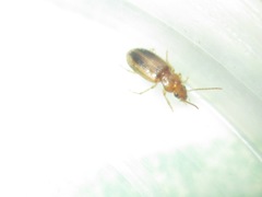 Dicheirotrichus