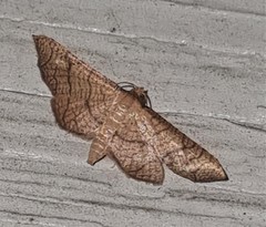 Hypolamprus ypsilon