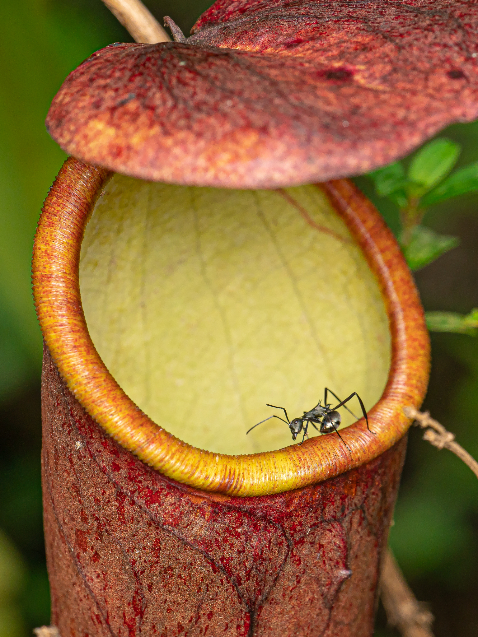 Polyrhachis oedipus