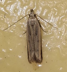 Dichomeris acuminatus