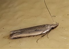 Dichomeris acuminatus