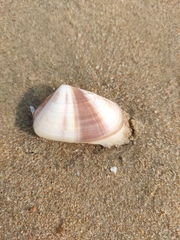 Latona cuneata