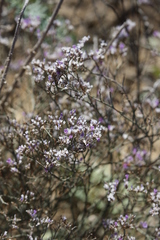 Limonium sareptanum