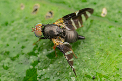 Sphaeniscus atilius
