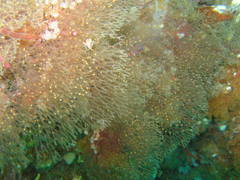 Dictyocladium monilifer