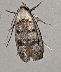 Scatochresis innumera