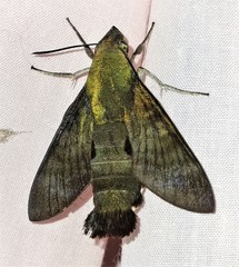Macroglossum micacea