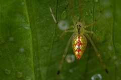 Thwaitesia margaritifera