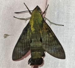 Macroglossum micacea