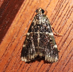 Orthaga atribasalis