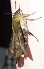 Macroglossum micacea