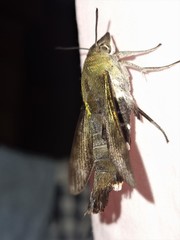 Macroglossum micacea