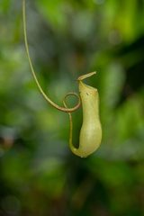 Nepenthes distillatoria