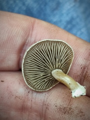 Entoloma undatum