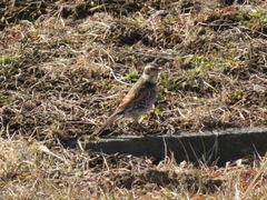 Turdus eunomus