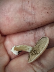 Entoloma undatum