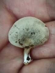 Entoloma undatum