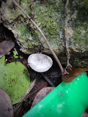 Entoloma undatum