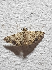 Glyphodes caesalis