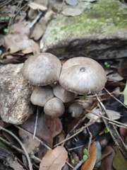 Coprinopsis melanthina
