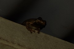 Litoria dentata