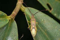 Homoeocerus fraternus