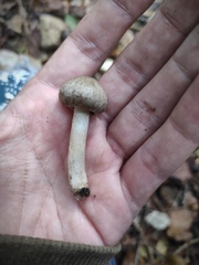 Coprinopsis melanthina