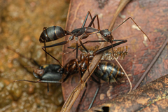 Camponotus angusticollis