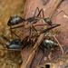 Camponotus angusticollis - Photo (c) Roman Prokhorov, some rights reserved (CC BY-NC), uploaded by Roman Prokhorov