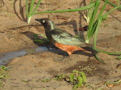 Lamprotornis pulcher