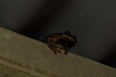 Litoria dentata
