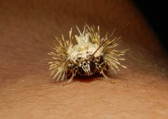 Callopistria dapsilis