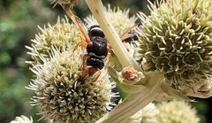 Hypodynerus labiatus