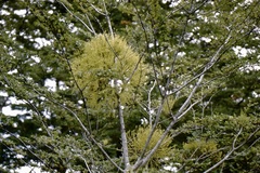 Misodendrum macrolepis