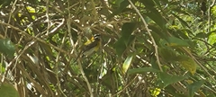Spindalis portoricensis
