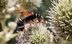 Hypodynerus labiatus